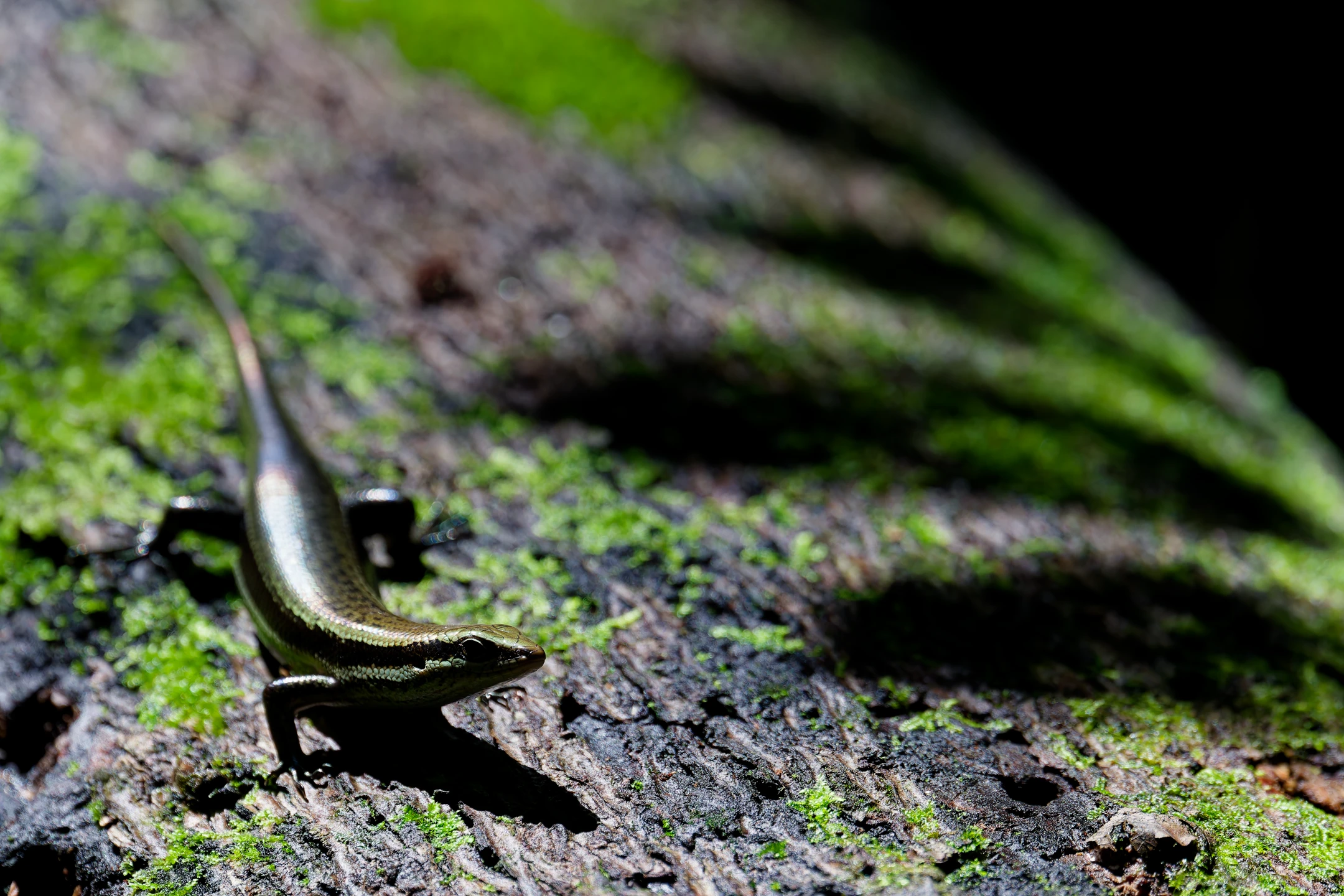 Photo : Mabuya à deux lignes (Varzea bistriata) sur tronc d'arbre en sous-bois, Guyane.