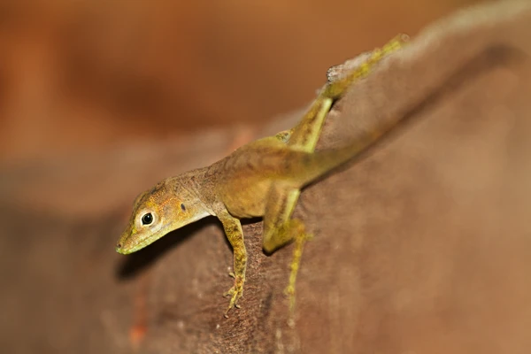Photo : Anoli vert (Anolis marmoratus) sur poutre en bois.