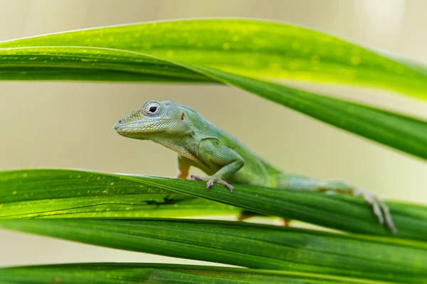 Photo : Anoli vert (Anolis marmoratus) sur feuillage.