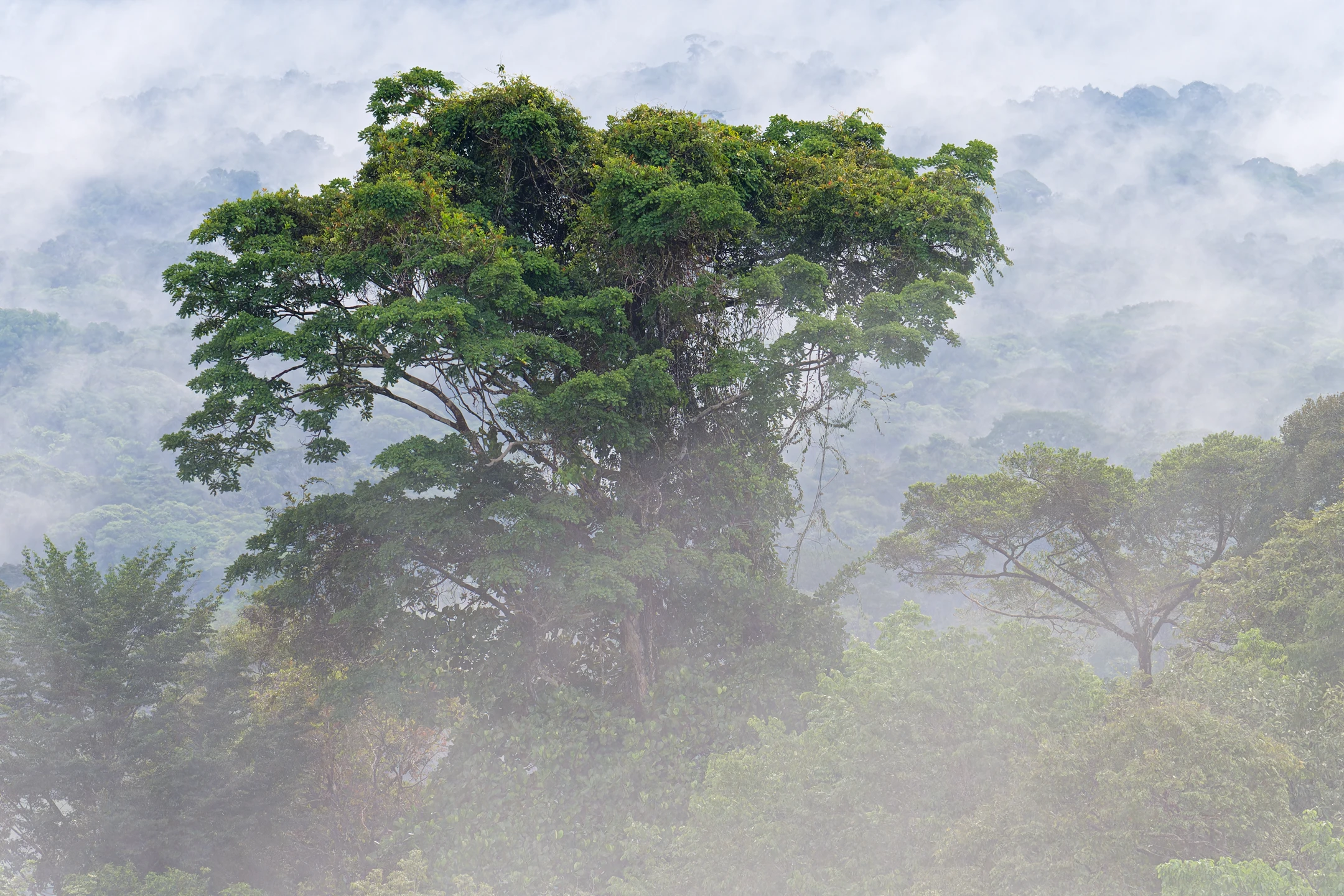 Photo : Arbre des montagnes de Cacao dans la brume, Guyane.