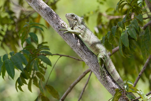 Photo : Iguane vert (Iguana iguana) mâle sur une branche.