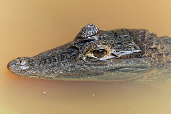 Photo : Caïman à lunettes (Caiman crocodilus) dans une mare.