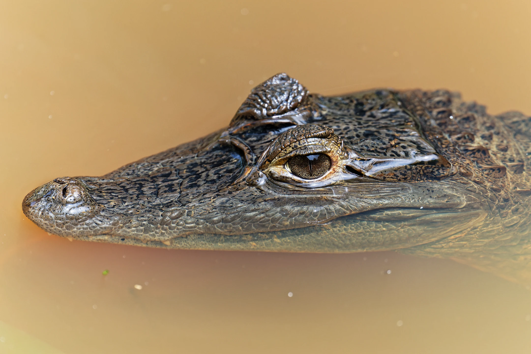 Photo : Caïman à lunettes (Caiman crocodilus) dans une mare, Guyane.