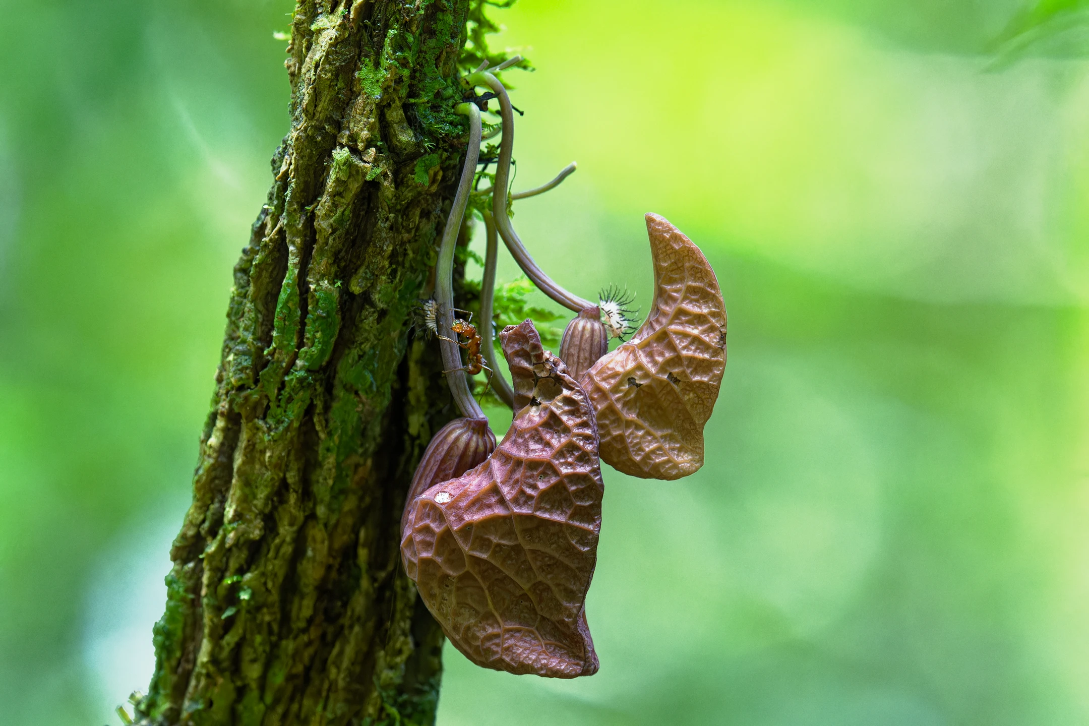 Photo : Aristolochia amara et fourmi collectant une goute de miellat sur une larve de membracide à la Montagne de Kaw, Guyane.