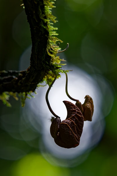 Photo : Aristolochia amara et fourmi collectant une goute de miellat sur une larve de membracide à la Montagne de Kaw.