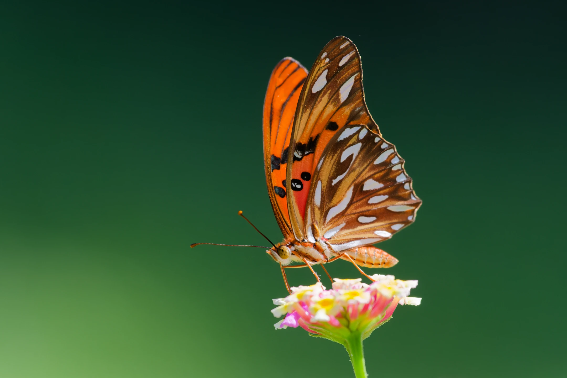 Photo : Agraulis vanillae à Matoury, Guyane.