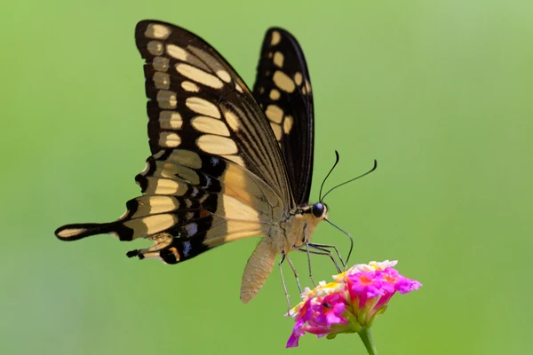 Photo : Voilier géant (Papilio thoas) à Matoury.
