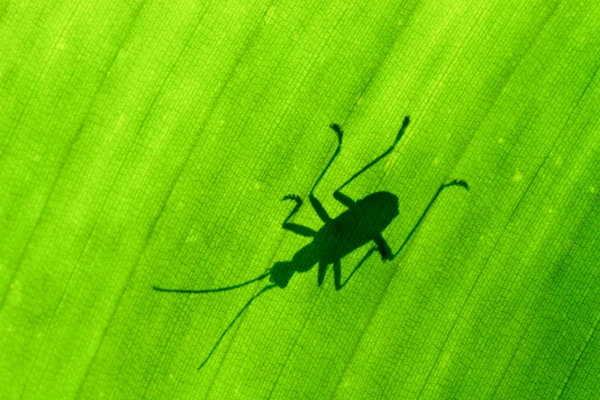 Photo : Coléoptère en transparence sur feuille de bananier au Rorota.