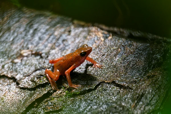 Photo : Atelope jaunâtre (Atelopus flavescens) en clair-obscur à Lamirande.