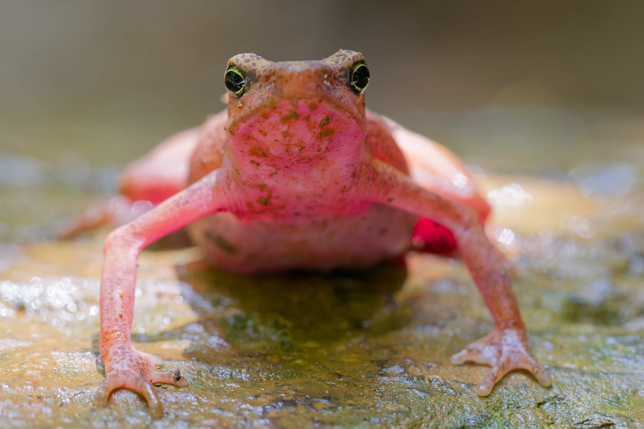 Photo : Atelope jaunâtre (Atelopus flavescens) à Lamirande, Guyane.