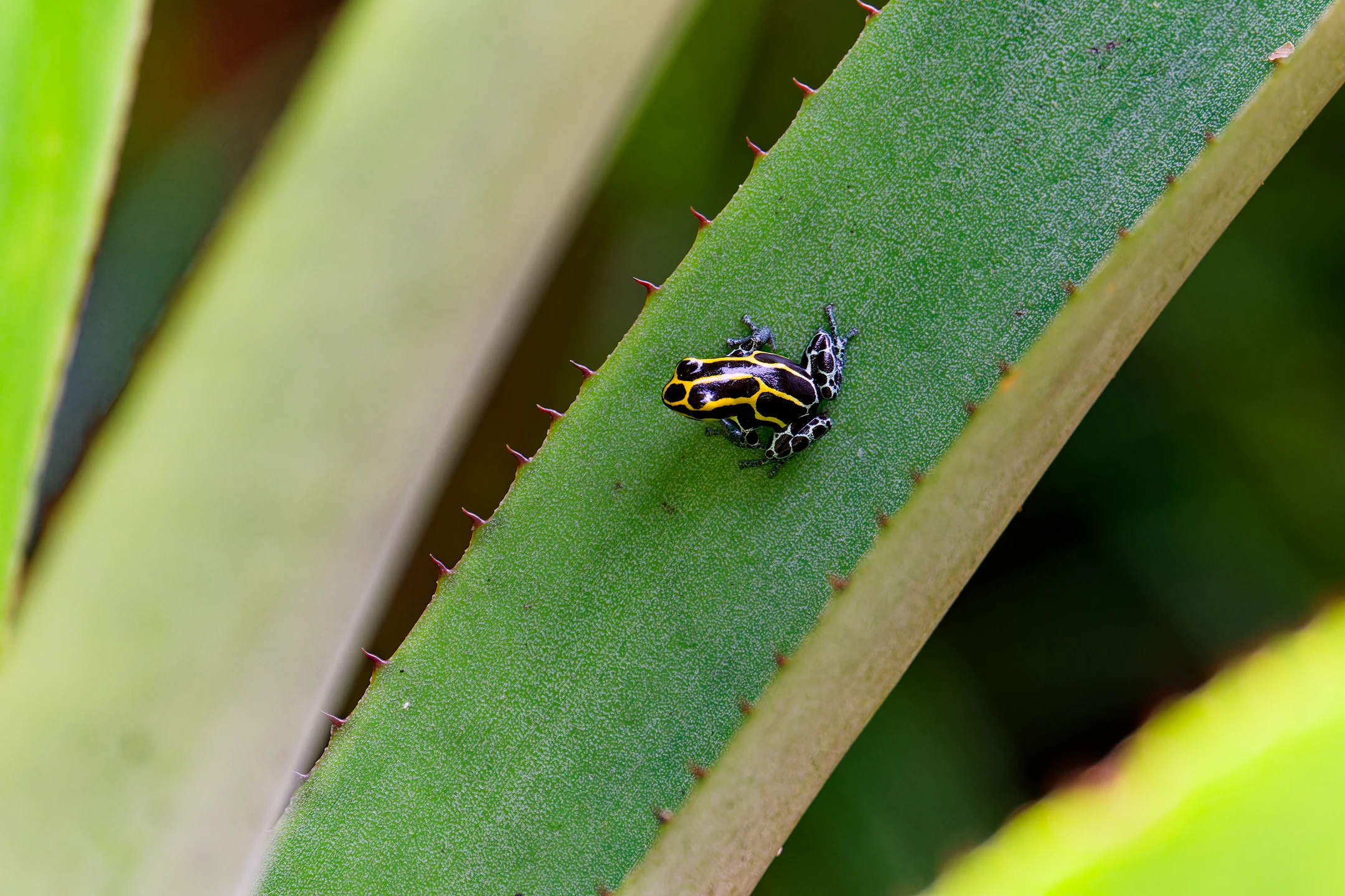 Photo : Dendrobate à tapirer (Dendrobates tinctorius) sur une feuille à la Montagne de Kaw, Guyane.