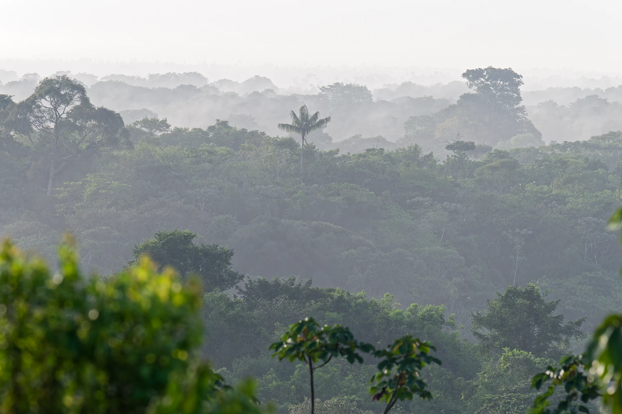 Photo : Forêt de Remire-Montjoly dans la brume, Guyane.