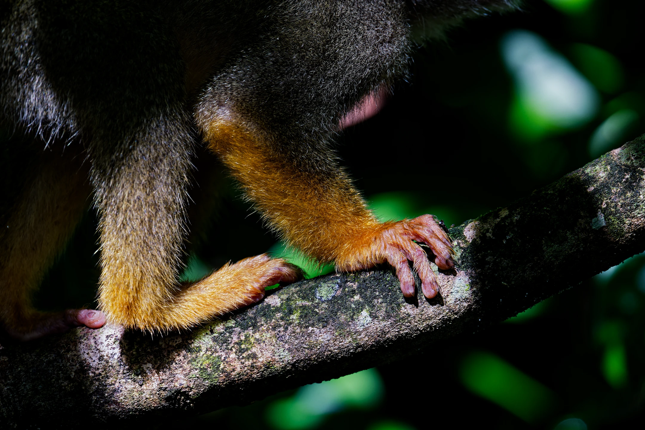 Photo : Pattes de Saïmiri commun (Saimiri sciureus) en clair-obscur au Rorota, Guyane.