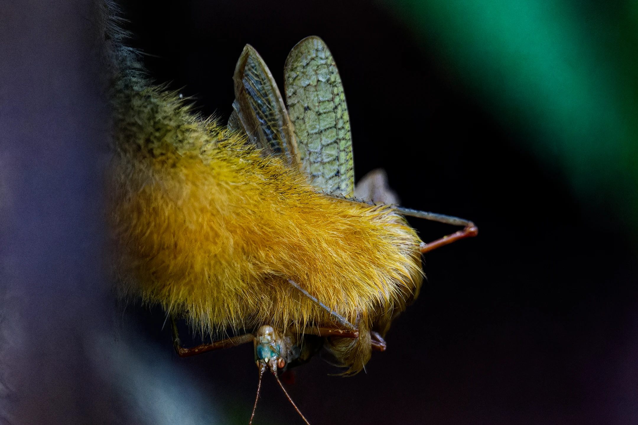 Photo : Main de Saïmiri commun (Saimiri sciureus) tenant un criquet au Rorota, Guyane.