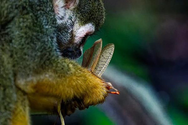 Photo : Saïmiri commun (Saimiri sciureus) dégustant un criquet au Rorota.