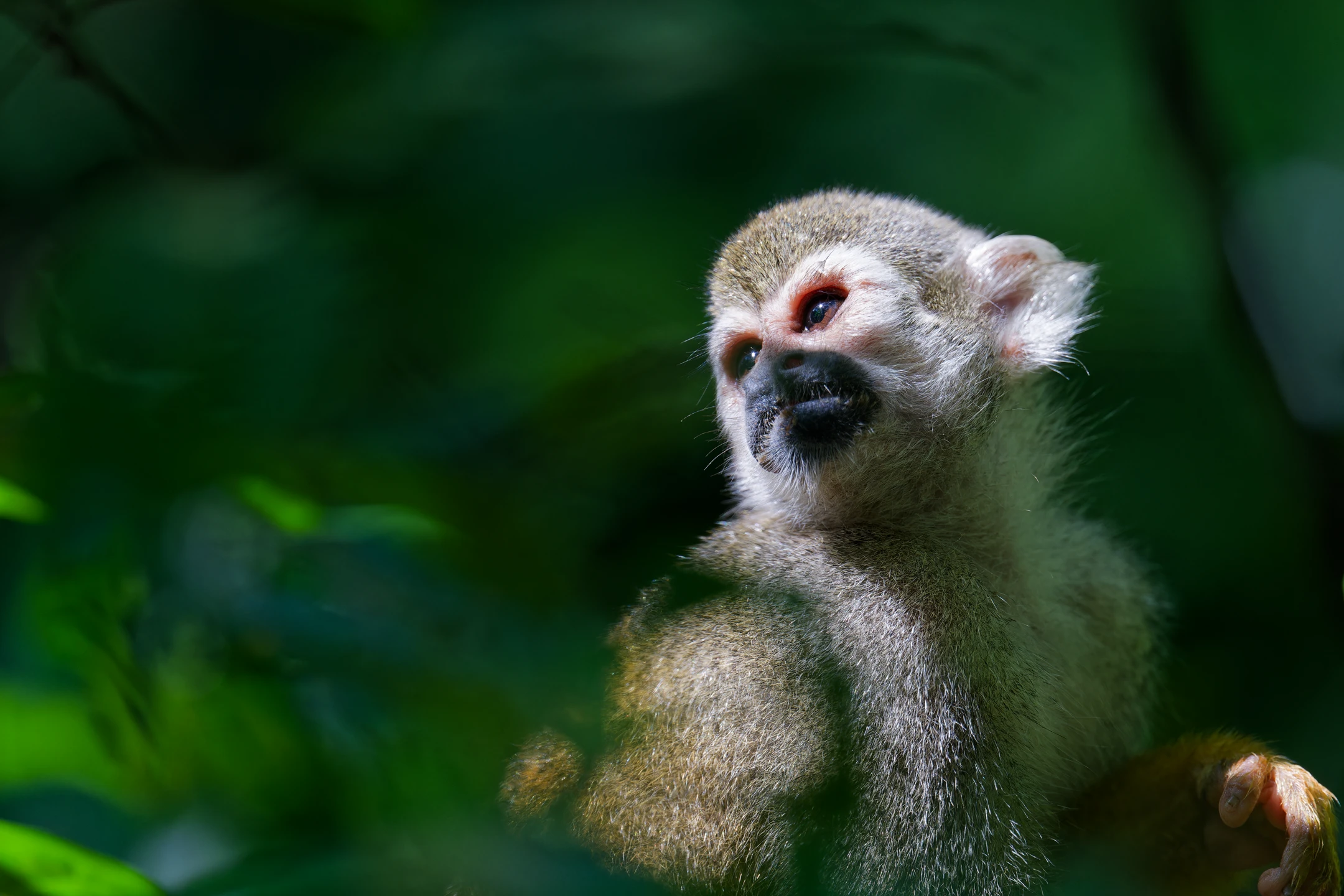 Photo : Portrait de Saïmiri commun (Saimiri sciureus) au Rorota, Guyane.