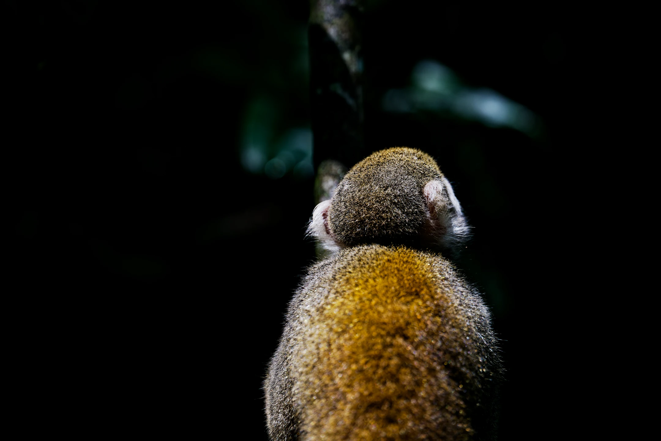 Photo : Portrait de Saïmiri commun (Saimiri sciureus) de dos en clair obscur au Rorota, Guyane.