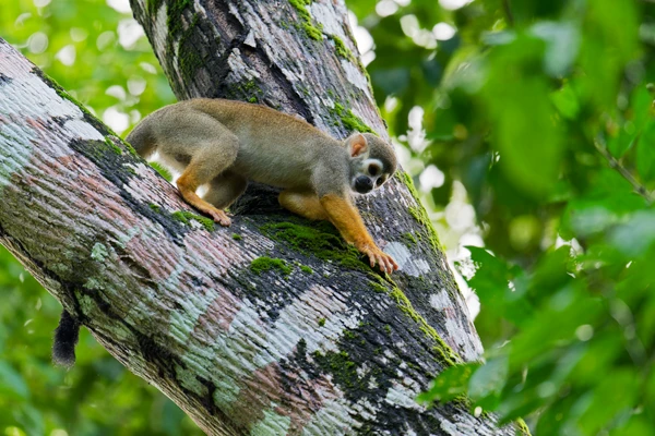 Photo : Saïmiri commun (Saimiri sciureus) se déplaçant sur un tronc d'arbre au Rorota.