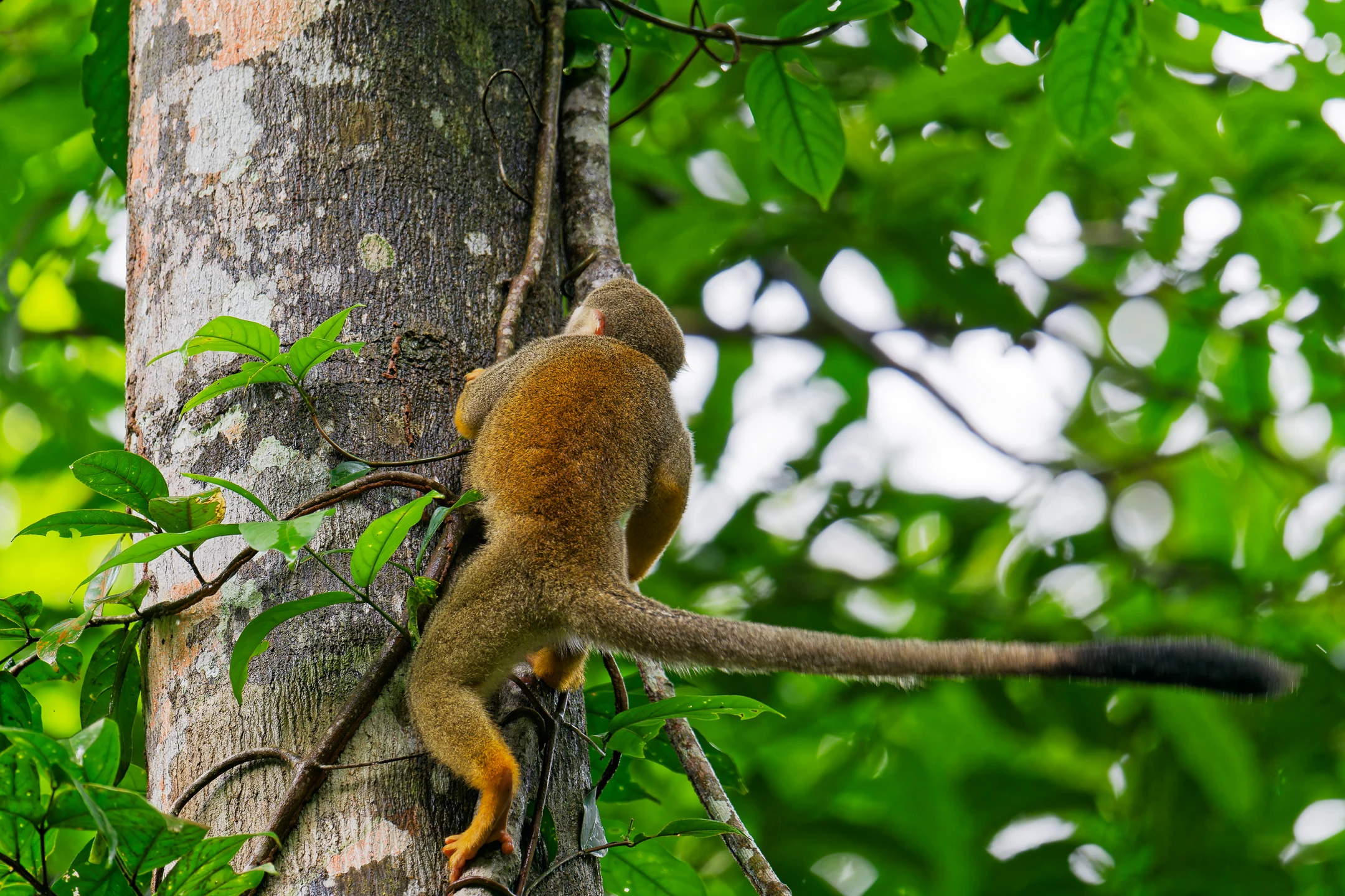 Photo : Saïmiri commun (Saimiri sciureus) grimpant à un arbre de la forêt de Lamirande, Guyane.
