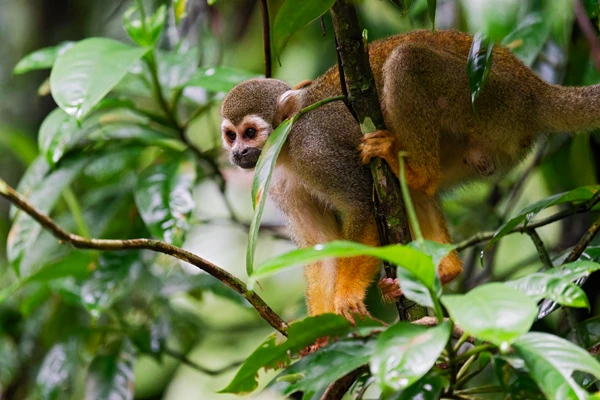 Photo : Saïmiri commun (Saimiri sciureus) perché dans un arbre en forêt du Rorota.