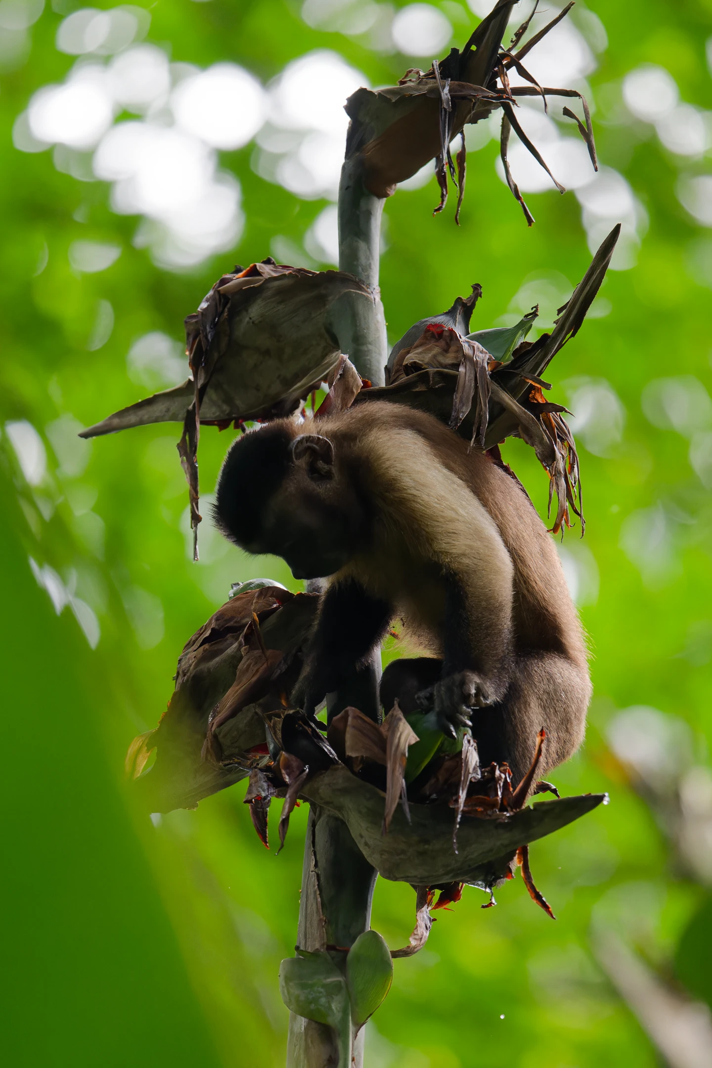 Photo : Capucin brun (Sapajus apella) s'apprêtant à boire dans le creux d'une feuille en forêt tropicale, Guyane.