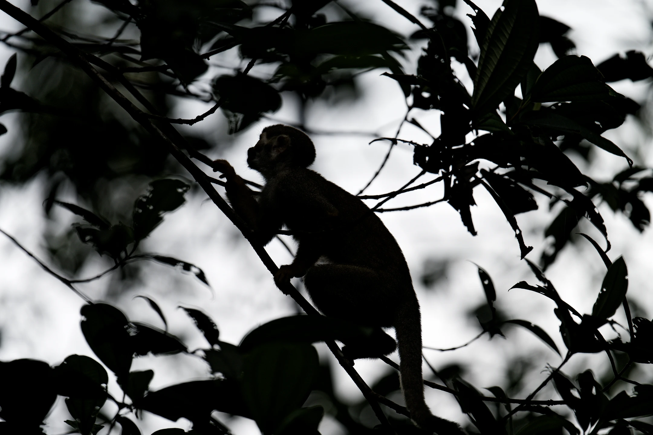 Photo : Saïmiri commun (Saimiri sciureus) grimpant en contre-jour au Rorota, Guyane.