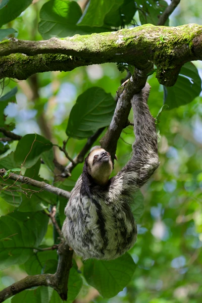 Photo : Paresseux tridactyle (Bradypus tridactylus) grimpant le long d'une branche au Rorota.