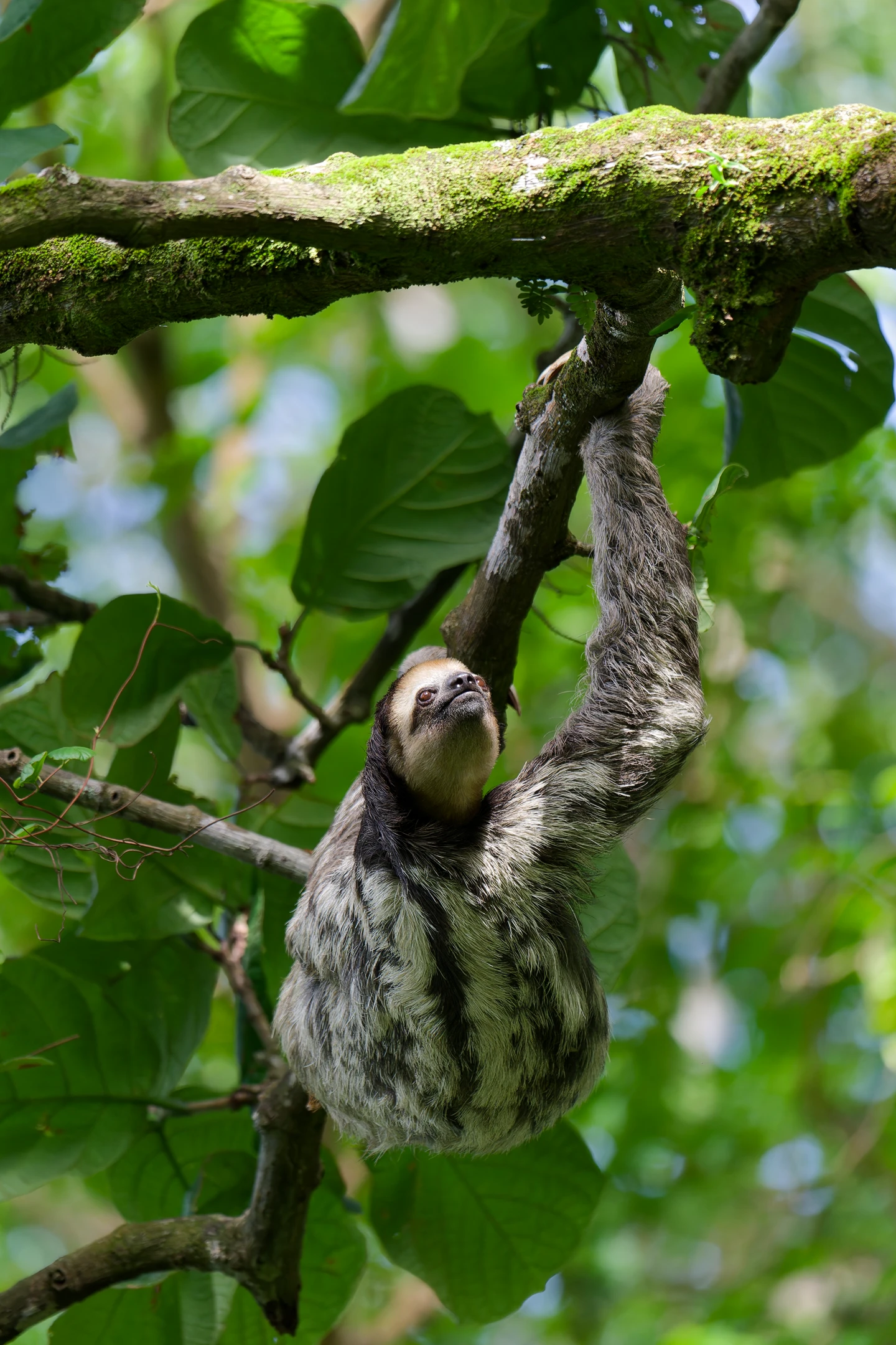 Photo : Paresseux tridactyle (Bradypus tridactylus) grimpant le long d'une branche au Rorota, Guyane.