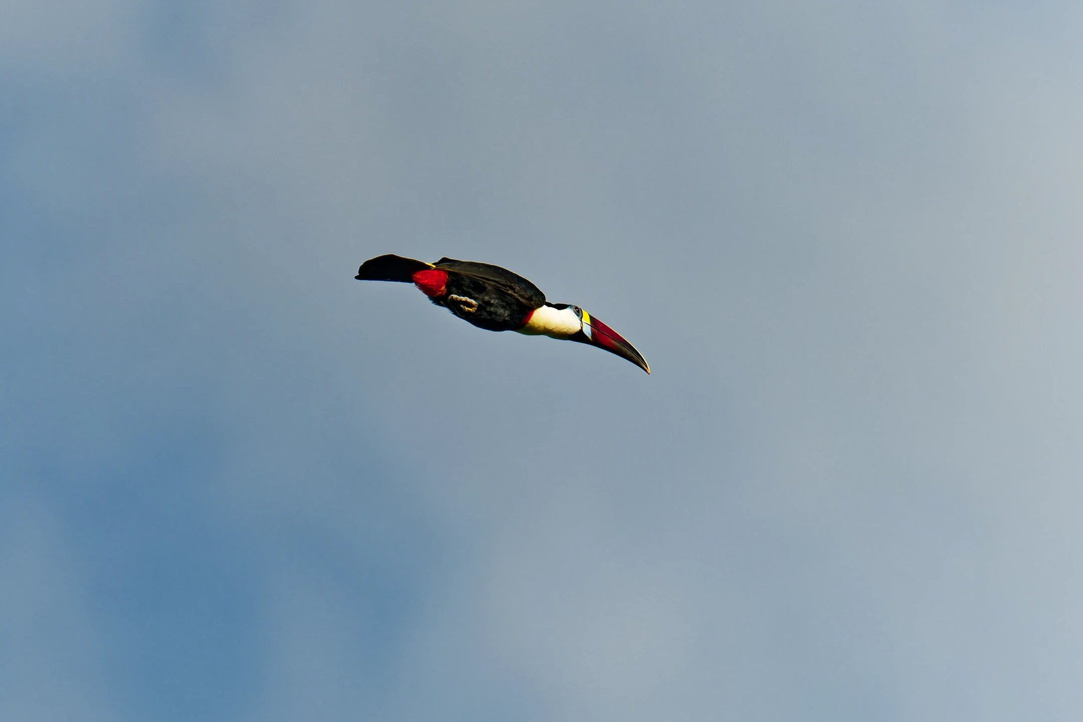 Photo : Toucan à bec rouge (Ramphastos tucanus) en vol à Roura, Guyane.
