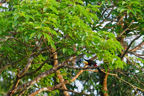 Photo : Toucan ariel (Ramphastos vitellinus) perché dans un arbre à Roura.