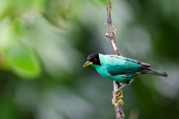 Photo : Tangara émeraude (Chlorophanes spiza) mâle à la Montagne de Kaw.