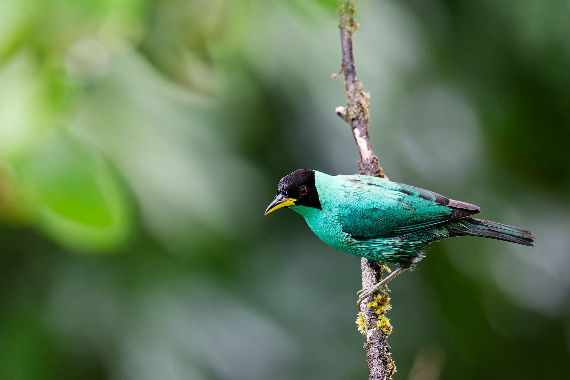 Photo : Tangara émeraude (Chlorophanes spiza) mâle à la Montagne de Kaw, Guyane.