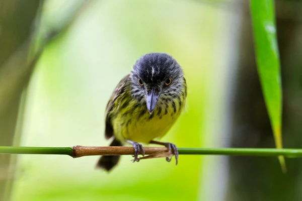 Photo : Todirostre tacheté (Todirostrum maculatum) de face.