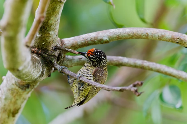 Photo : Picumne de Buffon (Picumnus exilis) plongeant sa langue dans une branche creuse pour se nourrir.