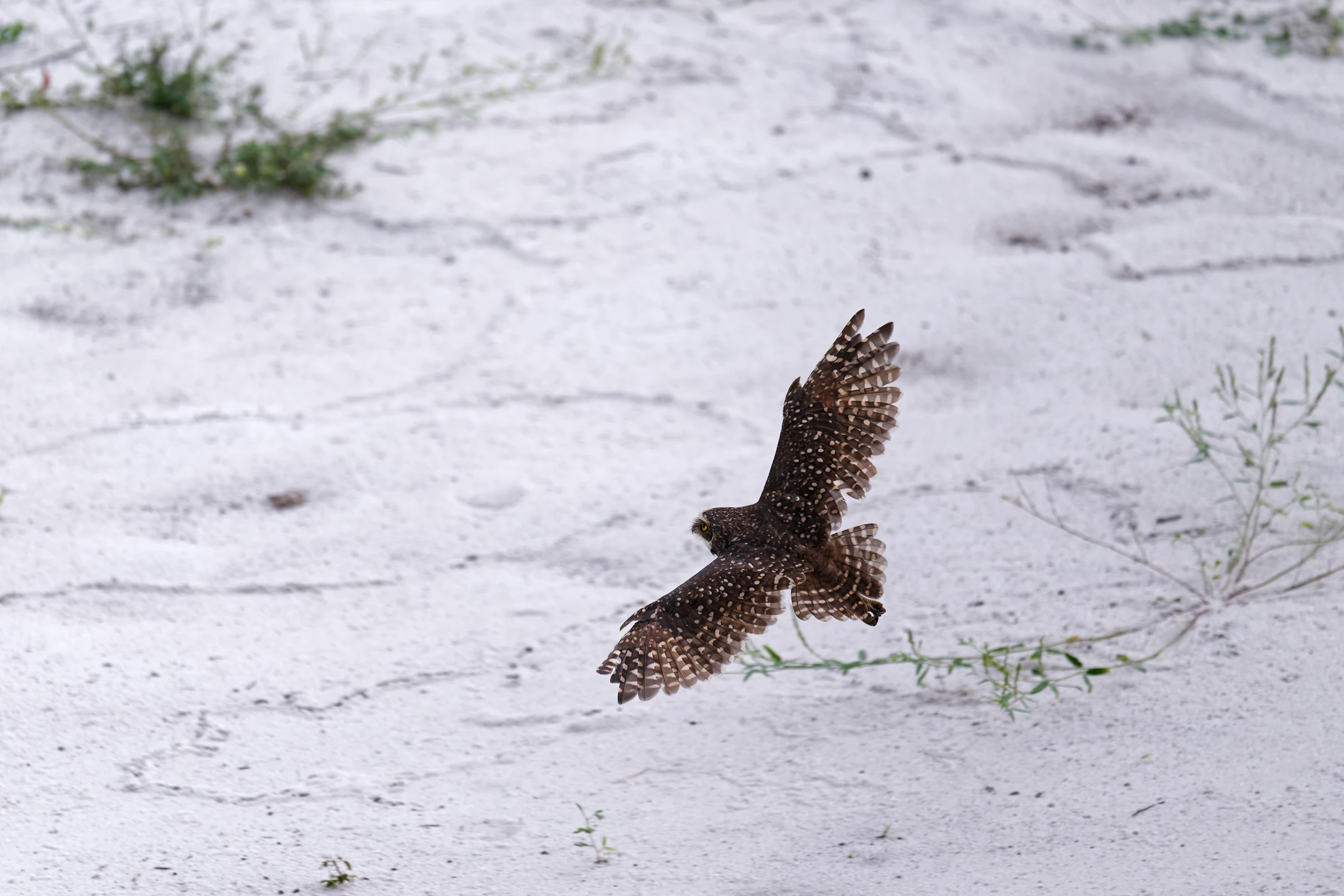Photo : Chevêche des terriers (Athene cunicularia) survolant du sable blanc à Iracoubo, Guyane.