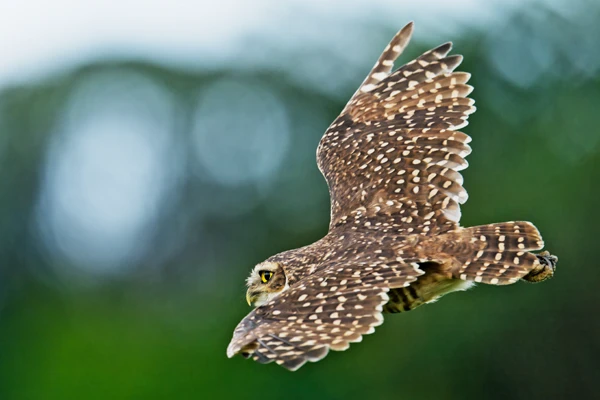 Photo : Chevêche des terriers (Athene cunicularia) perchée sur un piquet à Iracoubo.