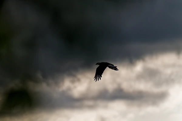 Photo : Caracara huppé (Caracara plancus) en vol en contre-jour à Trou Caïman.