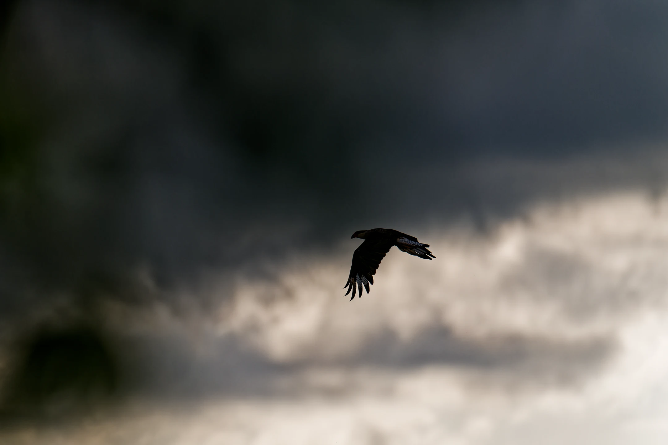 Photo : Caracara huppé (Caracara plancus) en vol en contre-jour à Trou Caïman, Guyane.