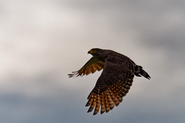 Photo : Buse ardoisée (Buteogallus schistaceus) en vol à Awala-Yalimapo.