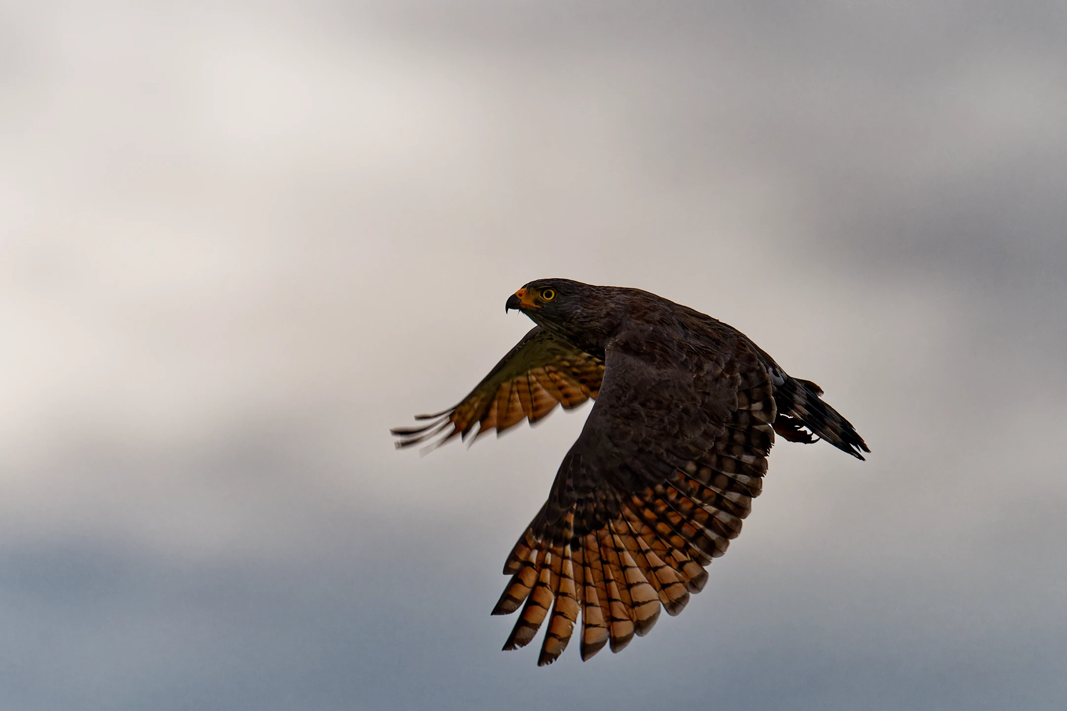 Photo : Buse ardoisée (Buteogallus schistaceus) en vol à Awala-Yalimapo, Guyane.