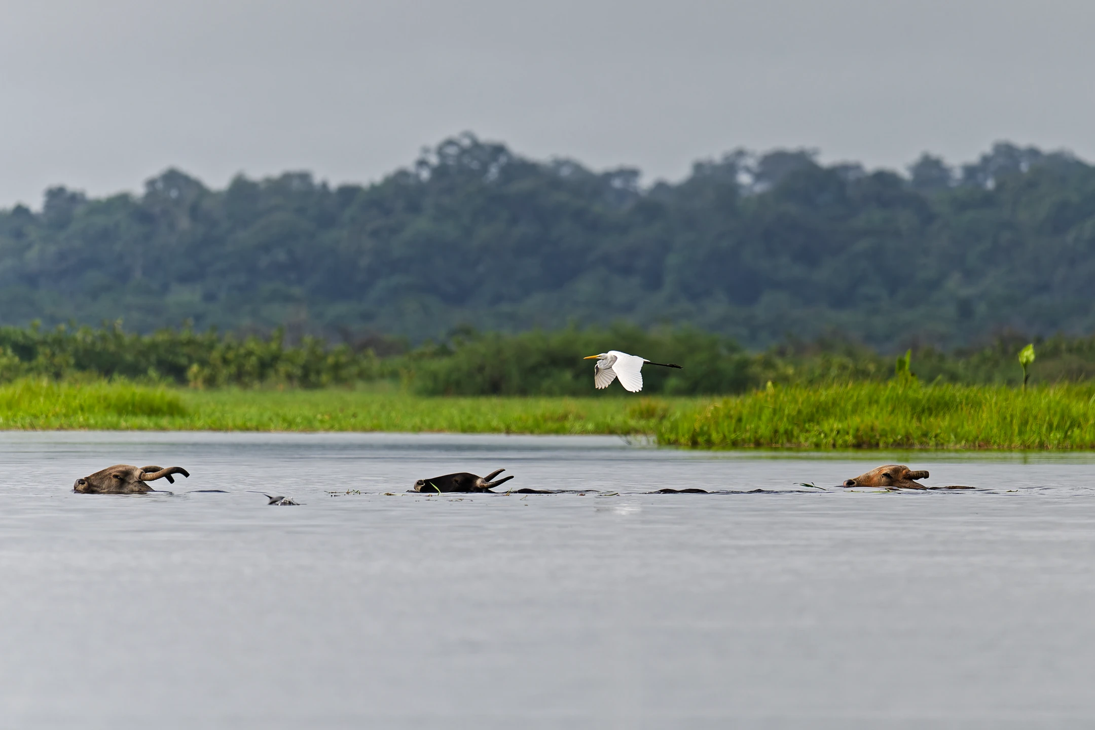 Photo : Grande aigrette (Ardea alba) survolant des zébus au Marais de Kaw, Guyane.