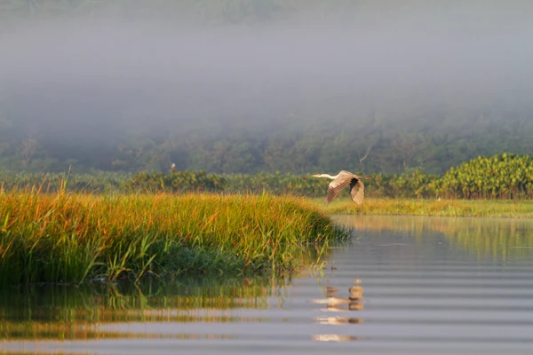 Photo : Héron cocoi (Ardea cocoi) survolant le marais de Kaw dans la brume.