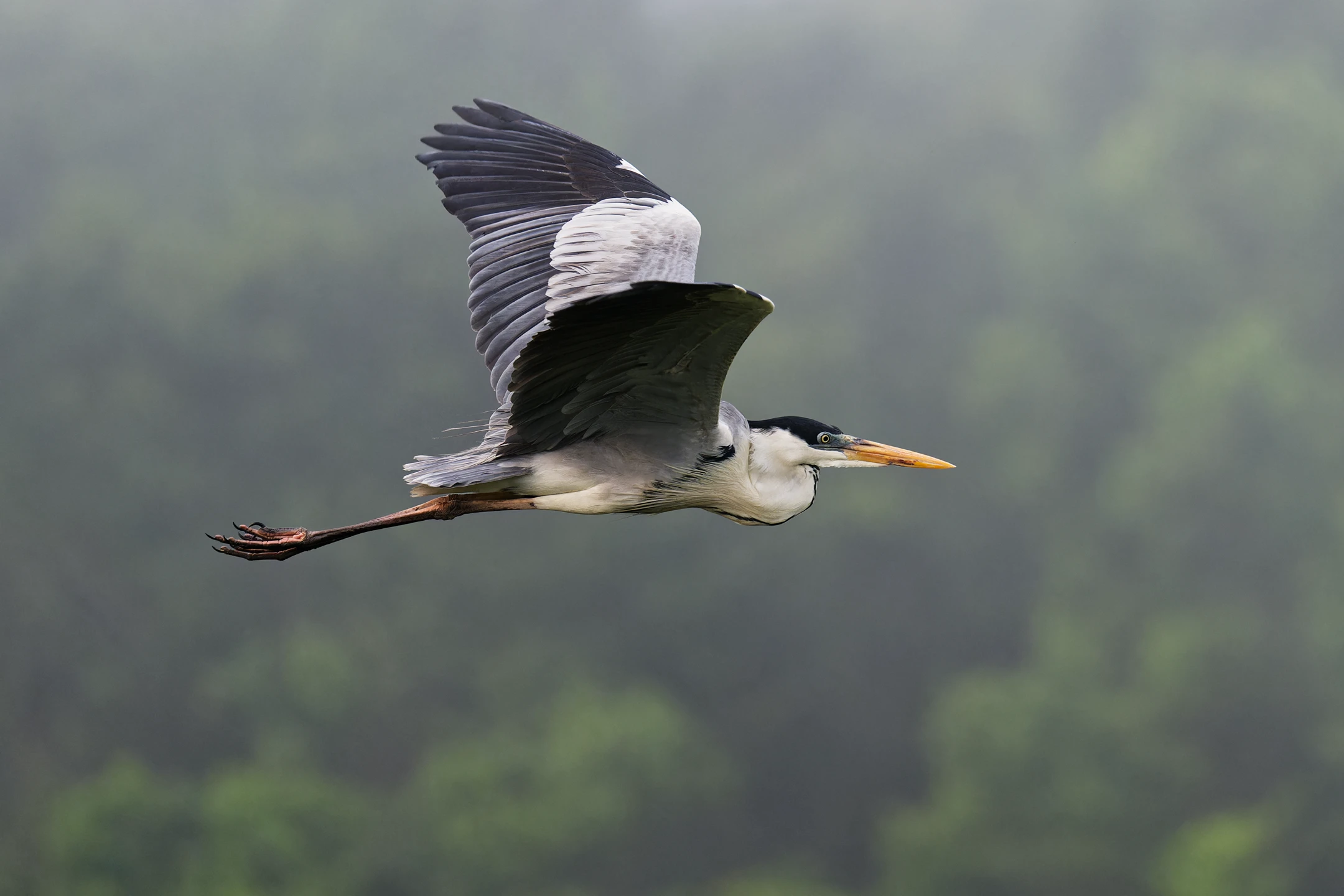 Photo : Héron cocoi (Ardea cocoi) en vol dans la brume au marais de Kaw, Guyane.
