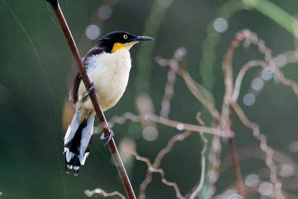 Photo : Donacobe à miroir (Donacobius atricapilla) perché sur une branche au Marais de Kaw.