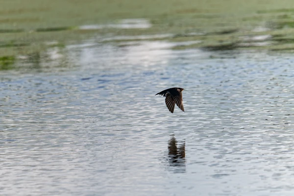 Photo : Hirondelle chalybée (Progne chalybea) survolant un marais.