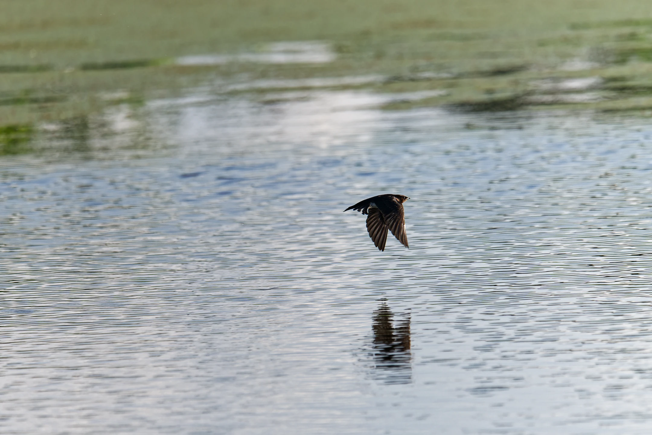 Photo : Hirondelle chalybée (Progne chalybea) survolant un marais, Guyane.