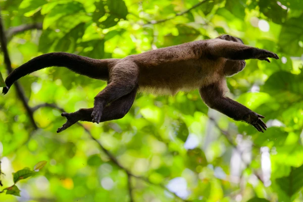 Photo :  Capucin brun (Sapajus apella) sautant de branche en branche en forêt tropicale.