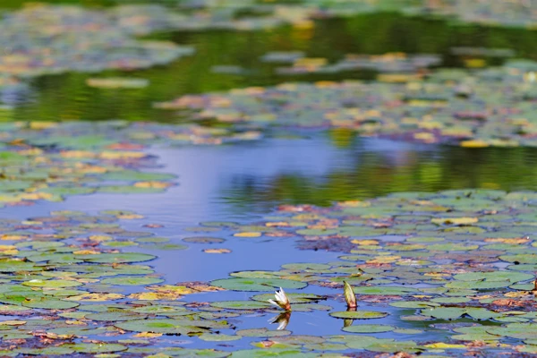 Photo : Nénuphars du Marais des Salines.