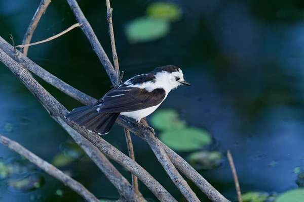 Photo : Moucherolle pie (Fluvicola pica) perchée sur une branche au Marais des Salines.