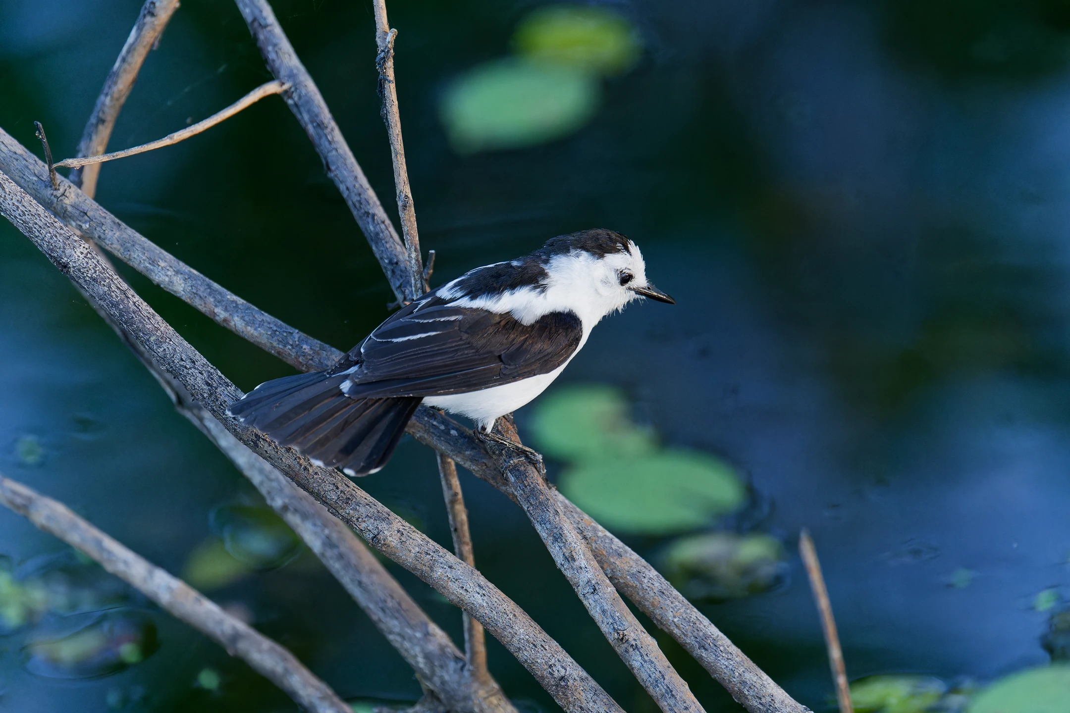 Photo : Moucherolle pie (Fluvicola pica) perchée sur une branche au Marais des Salines, Guyane.